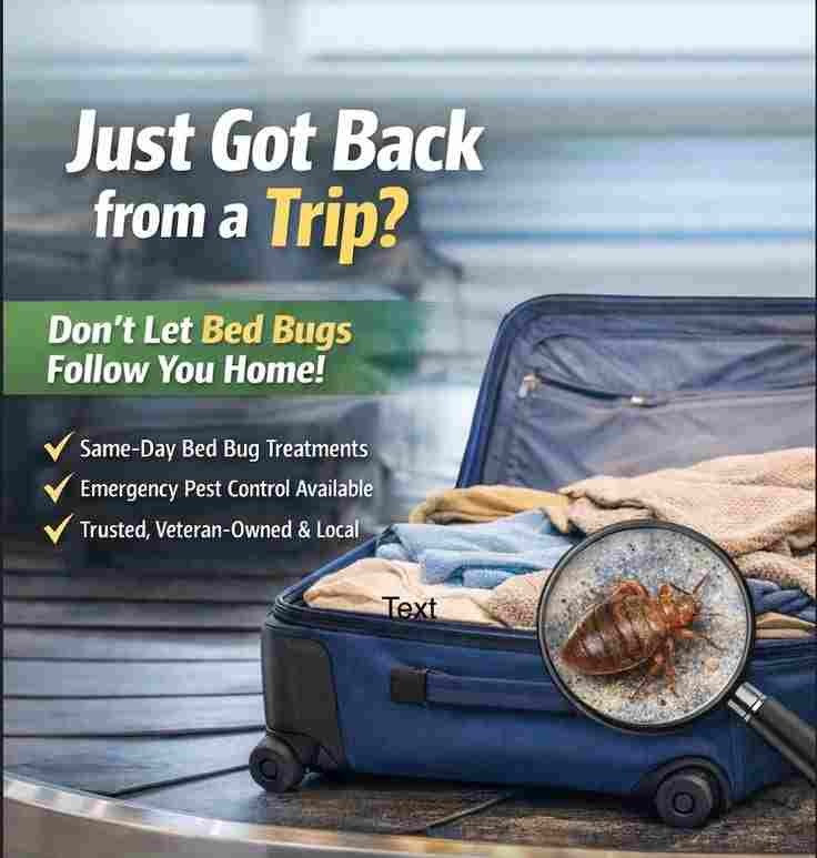 Bed bugs around luggage and bedroom clutter