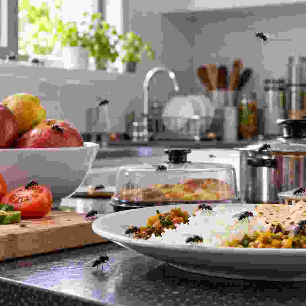 House flies around food area